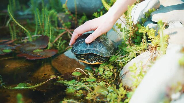 close-up female hand touches strokes dark shell of river turtle, wild animal sits in pond lake water swamp with green water lily plant. summer day bright sunlight. Woman human love unity with nature
