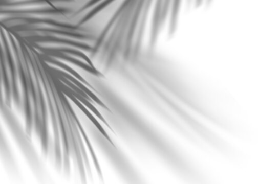 Coconut Palm Leaves Shadow, Tropical Leaf Overlay, Sunbeam from window.