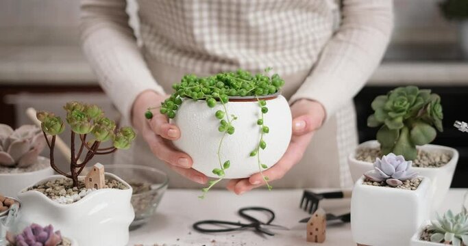 Woman holding potted Senecio Rowley house Plant in white ceramic pot