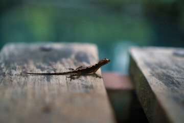 Lizard Perched on Wooden Table