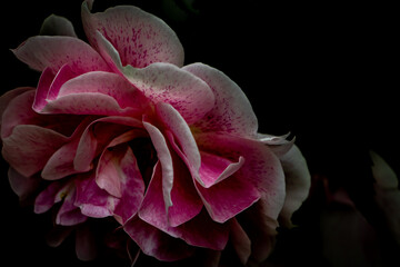 Pinke Blumen 