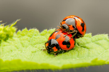 ladybug on leaf