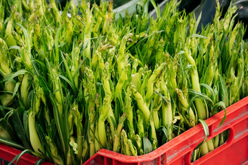 Fresh farm chicory for cooking cicoria e fagioli - traditional Puglia Italy dish chicory and beans 