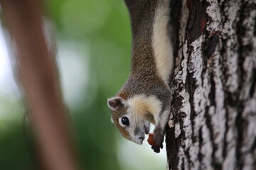 Obraz premium squirrel on a tree