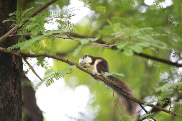 squirrel on tree