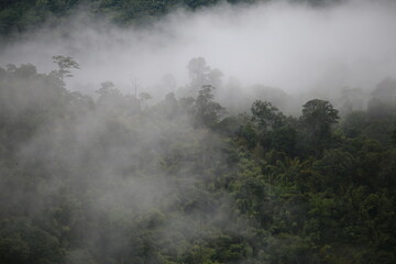 tropical rain forest The air in the morning was misty low.