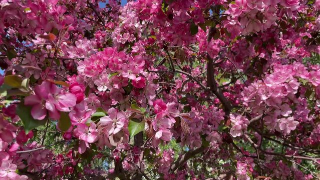 blooming tree, a tree with pink flowers in the garden