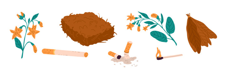 smoking. Tobacco plant in the form of fresh branches with flowers, in the form of dry leaves and in the form of pressed tobacco raw materials. Vector objects