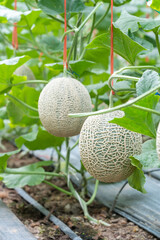 Cantaloup melon growing in greenhouse farm