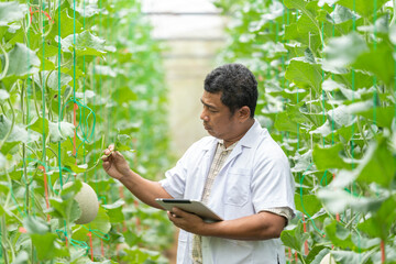 Male scientist working at melon farm. Checking melon at organic melon farm. Farmer, Lifestyle, Science, Nature, Working, Doctor and Environment concept.