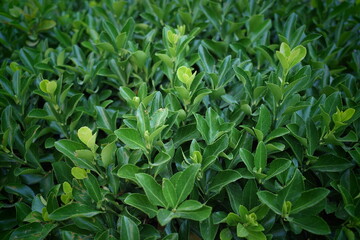 green grass background