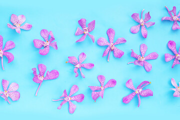 Beautiful purple orchid flower on blue background.