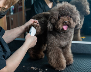 Woman trimming toy poodle with electric razor in grooming salon. 