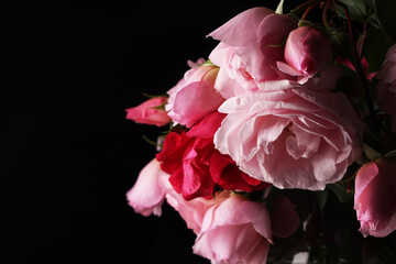 Romantiche rose antiche, fiori recisi in vaso su fondo nero, spazio per testo