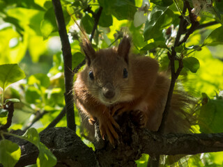 Close-up photo of a squirrel on a tree