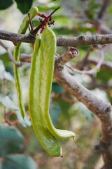 Carob tree growing in the middle of the forest. 