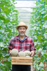 Farmer owner holding a basket of cantaloupe melon. Asian man presenting agricultural product at melon greenhouse modern hydroponic farming