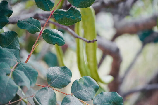 Carob tree growing in the middle of the forest. 