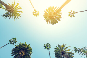 Fototapeta na wymiar A perfect summer day and tall palms