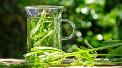 Fresh herbal cleaver tea. Green cleaver leaves in a glass in a garden on a wooden table with fresh...
