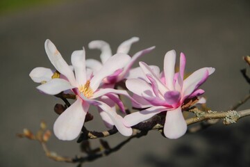 Wiosenne kwiaty w ich naturalnym środowisku