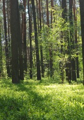 Obraz premium Leśny krajobraz w puszczy Kampinoskiej