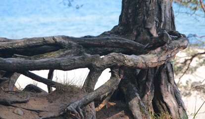 Fototapeta na wymiar Kroczące drzewo na wydmie