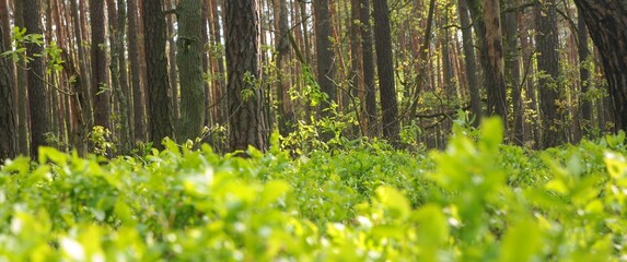 Leśny krajobraz w puszczy Kampinoskiej
