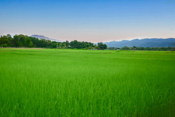 green rice fields natural for background images