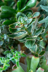 A set of different succulents: Haworthia and Aloe, Crassula and Sedum, Echeveria, Crassula and Kalanchoe. Grow a home flower. Floriculture. Cactus home green succulent. Flowers background.