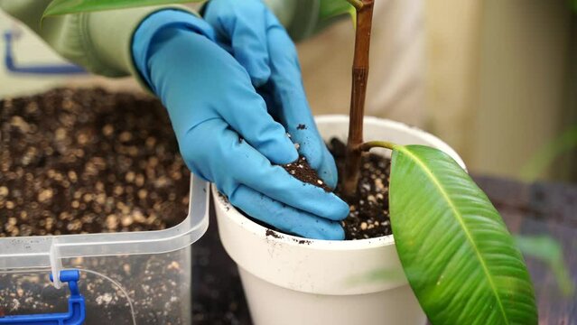 Gardener woman transplants fikus home garden plants into new pots for more favorable growth, home gardener takes care of indoor plants by changing the soil for plants
