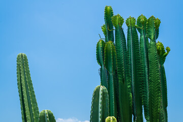 Peruvian torch cactus (Echinopsis peruviana) on blue sky.