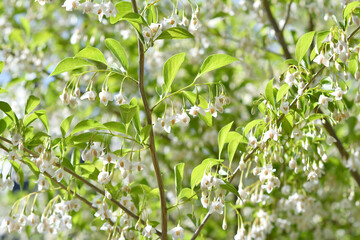 白色の花　シンボルツリー