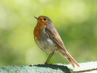 Fototapeta premium Rotkehlchen