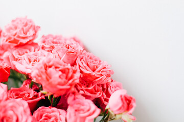 Small pink bush roses on a white background with a place for text