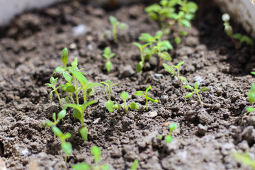 Rose garden of vegetables tomato licorice in pots.