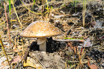 The poisonous mushroom Amanita pantherina panther grows in the autumn forest.