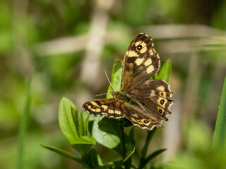 Obraz premium Schmetterling