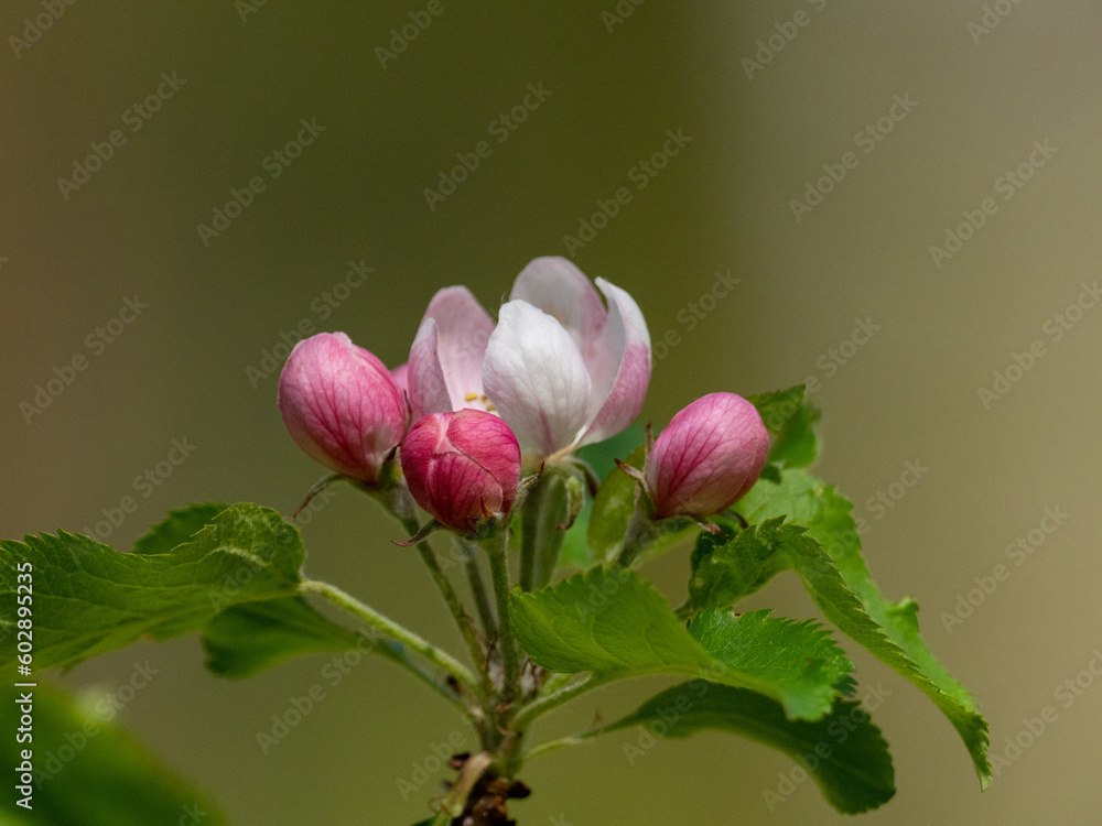 Poster blüte