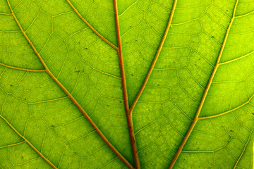 Naklejka na ściany i meble Macro of green leaf texture and leaf fiber structure, Background texture with green leaf details.