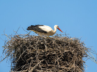 Storch