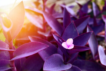 Purple heart flower plant which has the name of the tradescantia pallida plant	