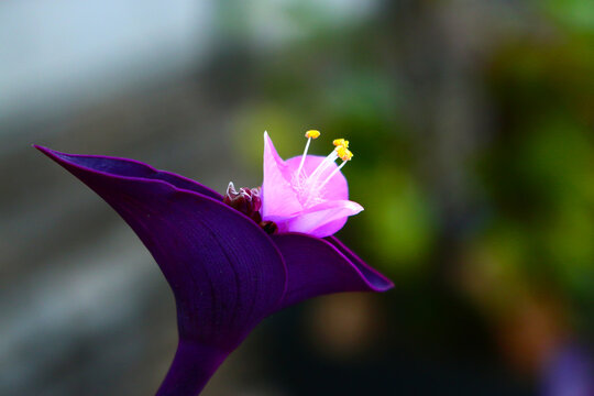 Purple heart flower plant which has the name of the tradescantia pallida plant	