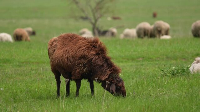 Sheep chew at the meadow. Farm animals stroll , looking and chewing on meadow. Lonely Beautiful brown animal look at the camera. Many white cheeps behind.
