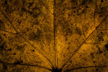 Dark leaf texture