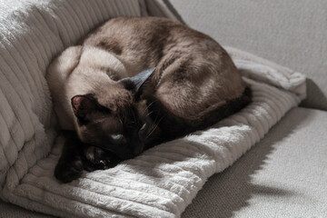 adult siamese cat sleeping on light color white sofa with soft cozy environment