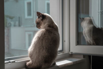 young siamese female cat sitting at open window with Scratch-Resistant protect mosquito net, looking in the street outside, sunny weather, fresh air