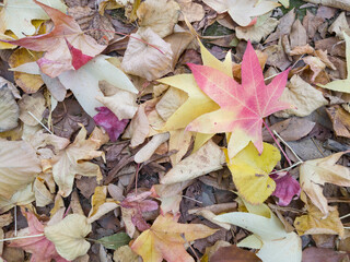 Autumn Leaves Background