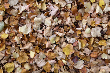 Autumn Leaves Background