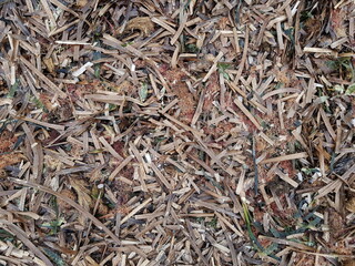 Marine algae deposited on the beach
